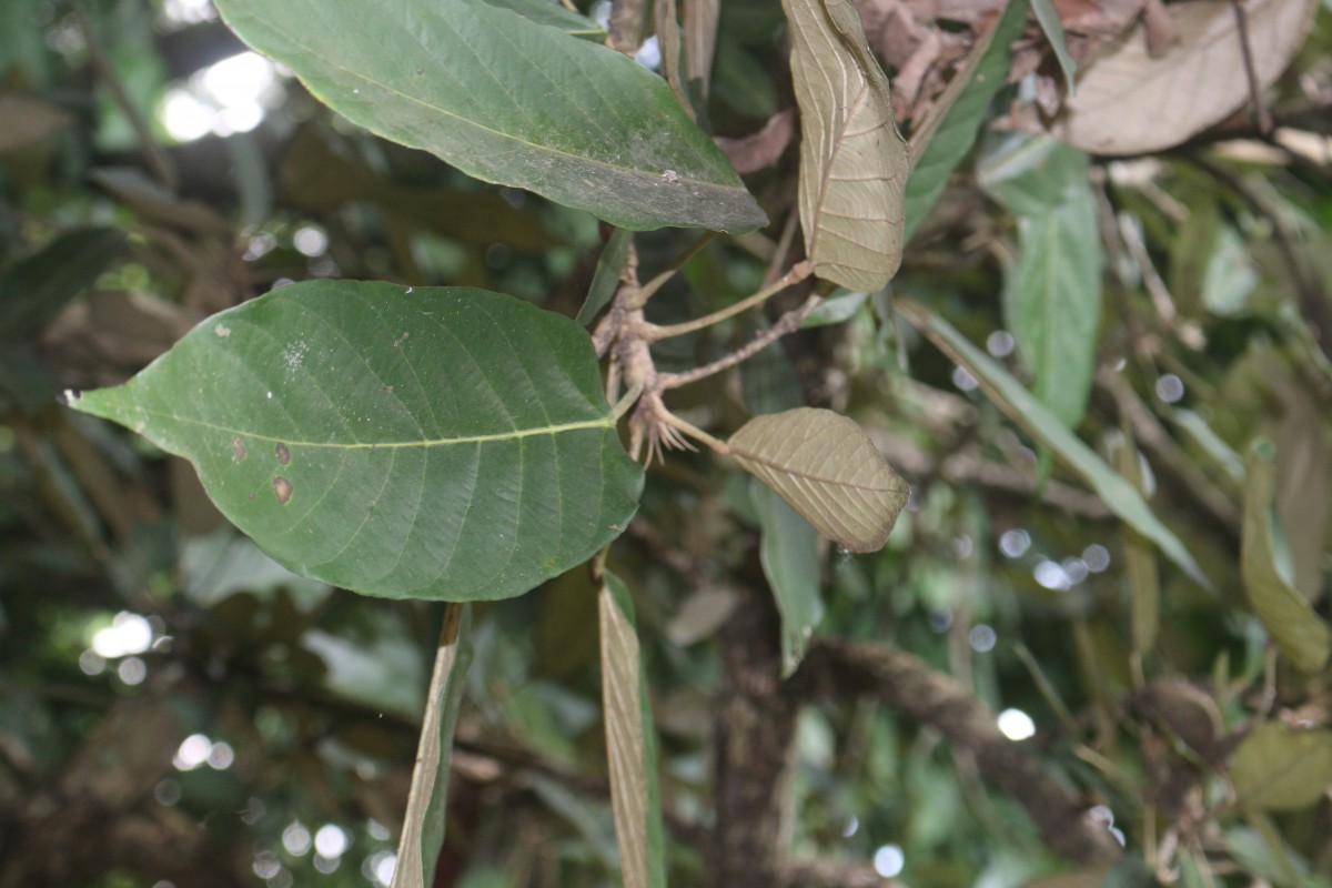 Heritiera littoralis Aiton